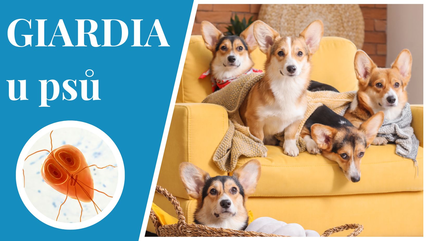 giardia u psů